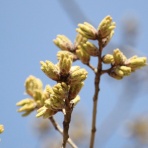 治水緑地の野鳥日記