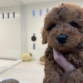 新入りプードルちゃん