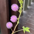 ９月１１日のオジギソウは２８輪花を咲かせました