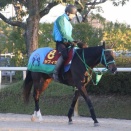 サフィラ　出走情報（2025/11/16　第50回エリザベス女王杯・GⅠ）