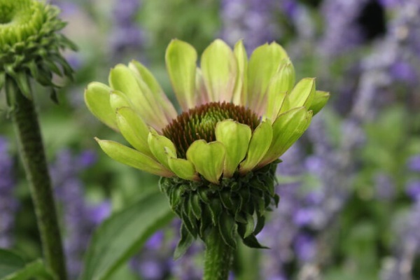 プチ フルール Actis Flower Garden Green 年06月