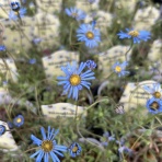 ACTIS FLOWER＆GARDEN GREEN　　プチ*フルール