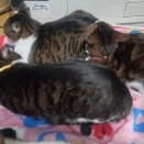 とりあえず🦑⁉️