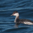 根室湾のミミカイツブリ第一回冬羽 Horned Grebe