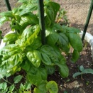 プランターの家庭菜園♪