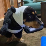 『犬の着ぐるみ』の画像