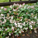 現代住宅植栽考・改訂版　第66回