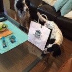 保護犬シスターズ Dill&Launa from CACI