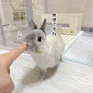 うさぎのルリ(2/25追記)