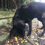 『定休日にしていること』の画像