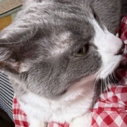 抱っこをしてほしくて順番待ちをする猫