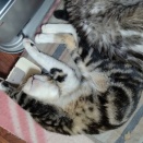 独身・一人暮らし　老後を心配する？