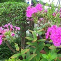 2026-105写真俳句17★(0706）花魁草