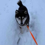 ｂｉｒｄｃａｇｅ