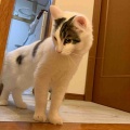 リビング集合待ちのキャリコちゃん