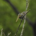 ウグイス鳴いてました