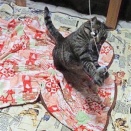 魚が来たので立ってゲットしちゃった