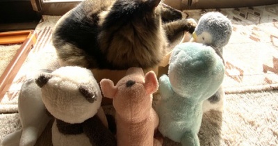 【猫写真】日向ぼっこマロちゃん