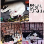 猫とお酒と日々のこと