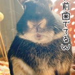 はじめてのうさぎ