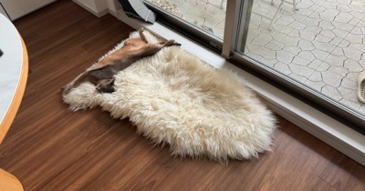 わか坊はちっこい