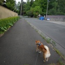 変わり映えはないが今日も平和な散歩