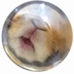 うさぎブログ　うさぎのしっぽ公式ブログ「日々しっぽ」