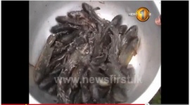 スリランカでピチピチの生きた魚が降ってくる怪奇現象発生！ 魚は住民がおいしく頂きました