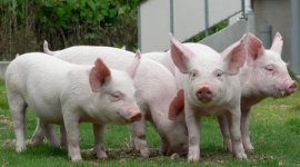 「イスラム聖戦士が天国へ行けない銃弾」　アメリカ、豚肉コーティングの銃弾を販売