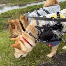 仁美のブログ　お散歩拒否⁉️