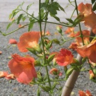 『夏花　３』の画像