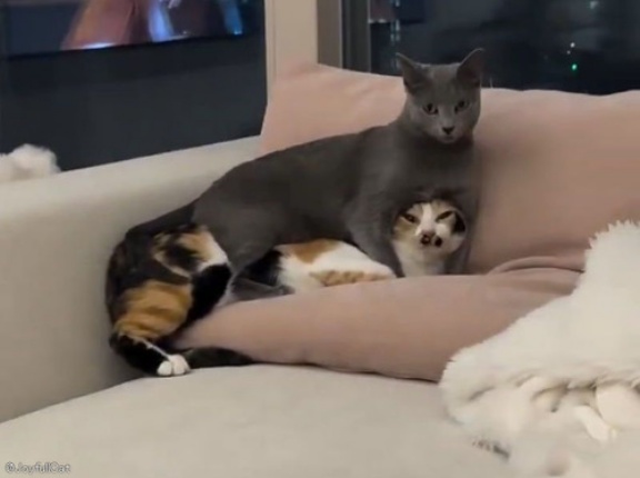 猫の愛情表現が…物理的にも重いとき