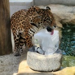 動物園の一日