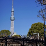 『【写真】 （久々の）亀戸梅まつり❶  @a7R』の画像