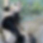 アメリカのパンダが激やせで中国激怒！！ ⇒ 画像見ると確かに酷いぞコレ……
