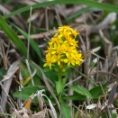 ハマアキノキリンソウ　251118