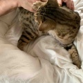 それぞれのスリッカーブラシ　ベネリ君編