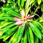 筑波実験植物園へ⑥(2025年12月)