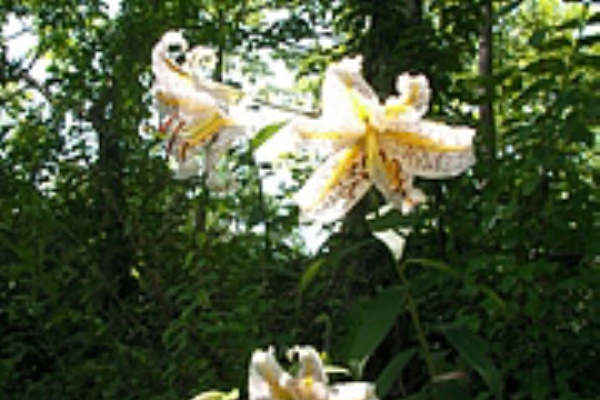 裏磐梯花見頃カレンダー 天文台のあるペンション カレワラ 夏 秋 ８ １０月 の花