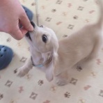 ANAファンです。搭乗者改め「大空のサムライ」　中華人民共和国駐在員（天津）　挑戦日記