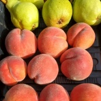 おとぎの国のガーデナー