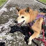 『お花見さんぽ🌸 柴犬よつばちゃん、里親募集中です！』の画像
