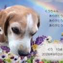 天使　くう君