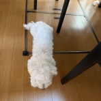 オヤジへなちょこボーカリスト「しょうのブログ」　