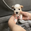 お店の子のシャンプーの様子