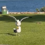 らばQ