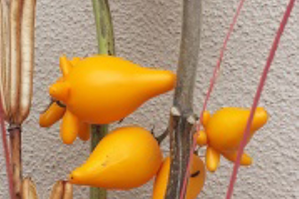 金糸雀茄子