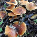 セミファイナルヌイド!!