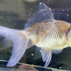 『金魚•メダカ入舎情報‼️』の画像