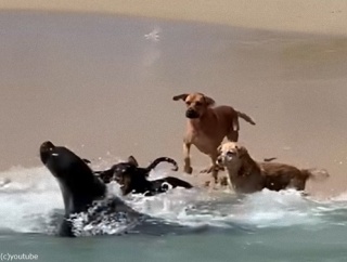 見ているだけで癒される…チリの海岸で野生のアシカと犬たちが楽しそうに遊ぶ（動画）